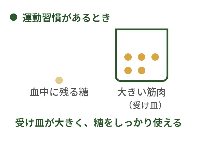 血糖値：運動習慣があるときのイメージ