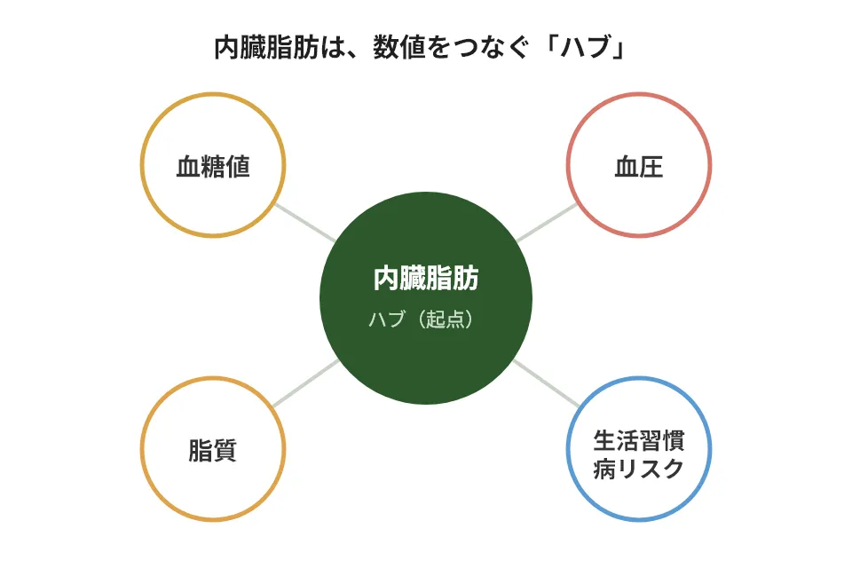 内臓脂肪は、血糖・血圧・脂質に連動する”ハブ”